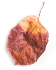 https://www.templisaquaria.com/wp-content/uploads/2020/11/small_leaf_01.png