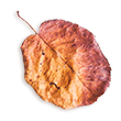 https://www.templisaquaria.com/wp-content/uploads/2020/11/small_leaf_02.png