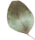 https://www.templisaquaria.com/wp-content/uploads/2020/12/separate_leaf.png